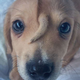 Imagen para el artículo titulado Este cachorro abandonado busca dueño. Se llama Narwhal y tiene una segunda cola en la frente